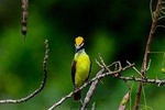 Birdwatching at The Mayan Cities with ciertified guide 