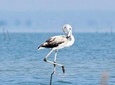 Chennai, Curated Birding and Birding Photo Walk