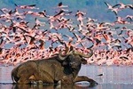 Private Lake Nakuru Day Trip From Nairobi