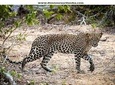 Yala Safari Day Tour From Induruwa