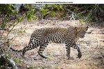 Yala Safari Day Tour From Induruwa