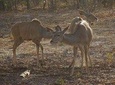 3 days 2 nights victoria falls safari tour and game drive staying at Nkosi lodge