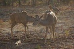 3 days 2 nights victoria falls safari tour and game drive staying at Nkosi lodge