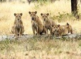 4 Days Joining group budget camp Safari in Serengeti , Ngorongoro and Tarangire