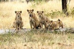 4 Days Joining group budget camp Safari in Serengeti , Ngorongoro and Tarangire