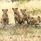 4 Days Joining group budget camp Safari in Serengeti , Ngorongoro and Tarangire