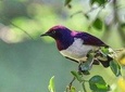 4 Days Kenyan Birding Tour Holiday