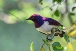 4 Days Kenyan Birding Tour Holiday