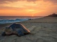 Turtle Nesting Tour