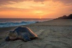 Turtle Nesting Tour
