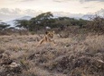 Day Trip - Tarangire National Park