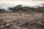 Day Trip - Tarangire National Park