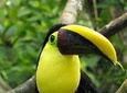 Bird watching in Arenal.