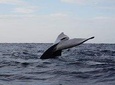 Dolphin & Whale Watching Tour In Trincomalee 