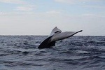 Dolphin & Whale Watching Tour In Trincomalee 