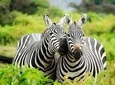 8 days Kenya Lodge Safari Package.