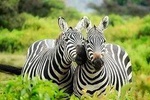 8 days Kenya Lodge Safari Package.