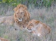 3 days, 2 nights Maasai Mara Game Reserve