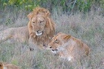 3 days, 2 nights Maasai Mara Game Reserve