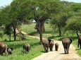 Tarangire National Park elephant view