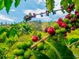 Private Tour - Coffee Tour / Gastronomic Tour (Cultivations) 