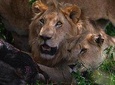 4 Days Group&Camping Safari(Tarangire,Serengeti,Ngorongoro)