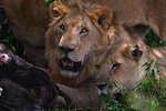 4 Days Group&Camping Safari(Tarangire,Serengeti,Ngorongoro)