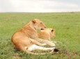 Giraffe Center, Elephant Orphanage, Nairobi Park & lunch