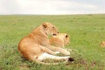 Giraffe Center, Elephant Orphanage, Nairobi Park & lunch