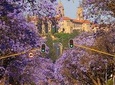 Jacaranda City Tour(Half Day)