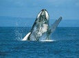 2 Hour Whale Watch