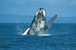 2 Hour Whale Watch