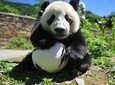 1 Day Wolong Panda Nature Reserve Tour
