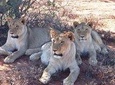 Lion Feeding Experience