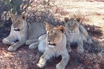 Lion Feeding Experience