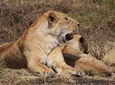 3-day safari to Serengeti National Park