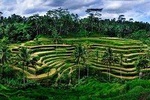 Ubud Customized Tour