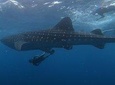 Swim with whale sharks on a private tour