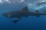 Swim with whale sharks on a private tour