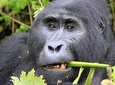 6 Days Gorilla & Chimpanzee Safari in Uganda