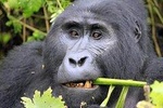 6 Days Gorilla & Chimpanzee Safari in Uganda