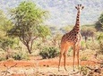 Affordable Short Tanzania Safari (2 Days Camping Safari)