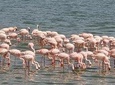 1 Day Lake Manyara Day Trip