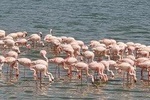 1 Day Lake Manyara Day Trip