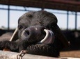 Visit to the Bufale and Dairy farm with cheese tasting
