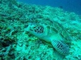 Snorkeling trip 3 gilis island
