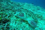Snorkeling trip 3 gilis island