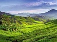 Cameron Highlands Day Trip