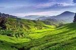 Cameron Highlands Day Trip