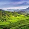 Cameron Highlands Day Trip